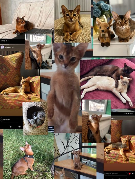 Абиссинский кот вязка