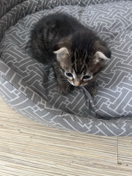 Продам котят срочно