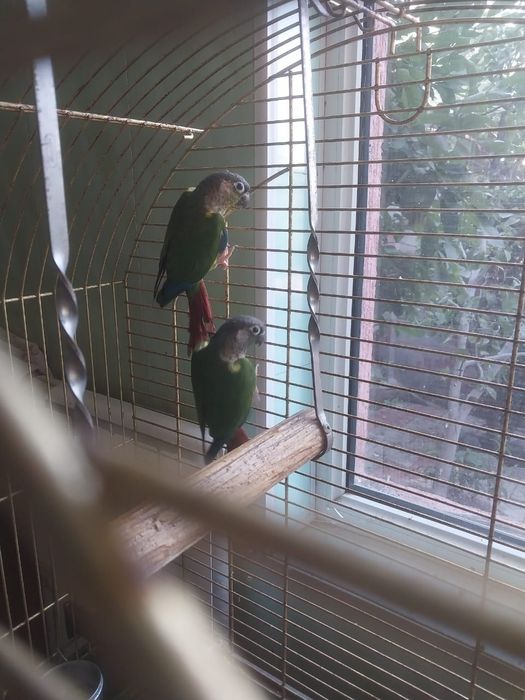 Рабочая пара попугаев.