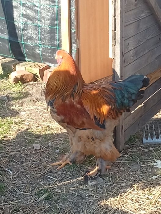 Pui de vanzare cu precomanda