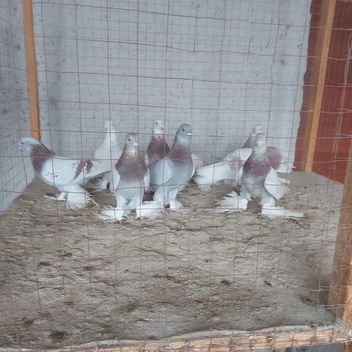 Рантовые лет игра разные