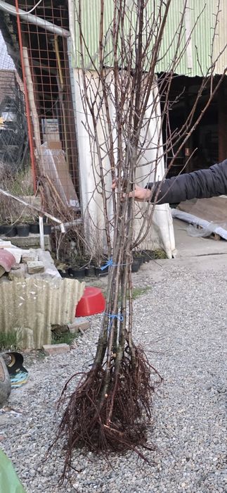 Prun Stanley Nuci Chandler Aluni Visin Castan.Afin duke.Ciresi>RO Tei