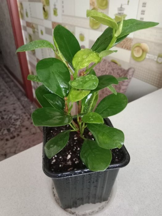 Продам цветок фикус