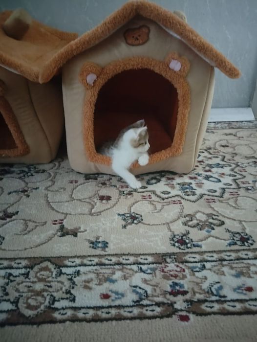 Отдам котенка (мальчик )