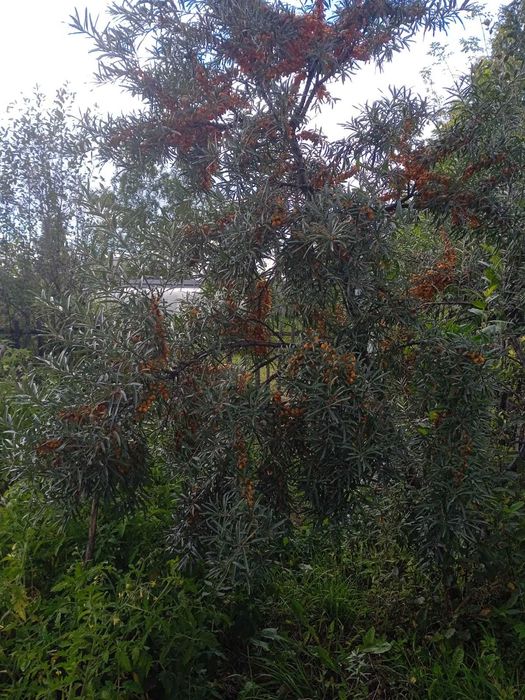 Продам дачу за Новопавловкой