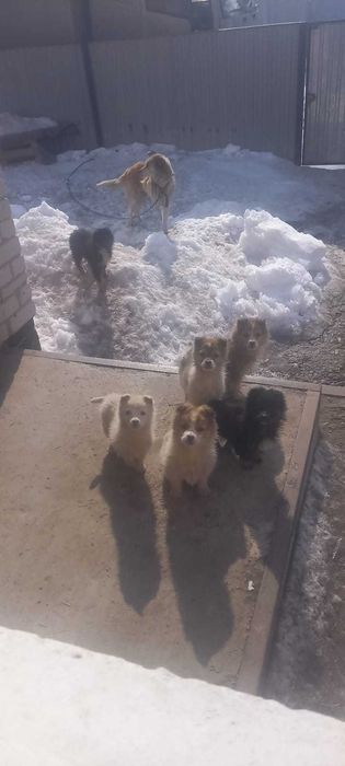 Отдам щенков 4 месяца