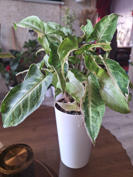 Сингониумы разные продам