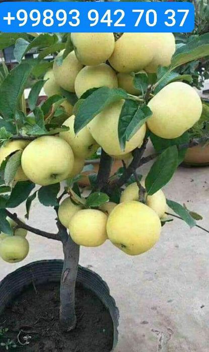 Mevali ko'chatlar oliy navli