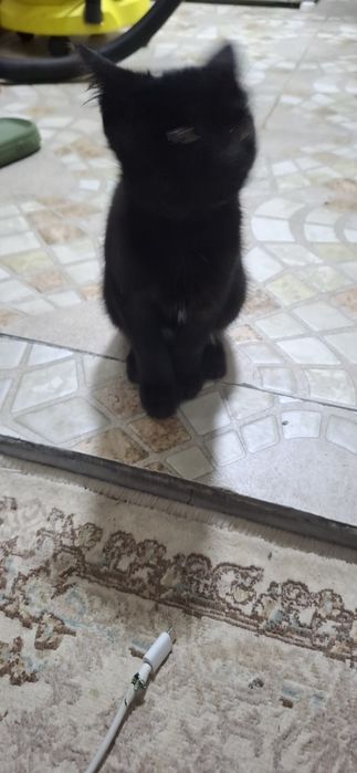 Мушукча яхши кулларга бепул берилади