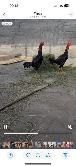 Сатылат шоже кораздар