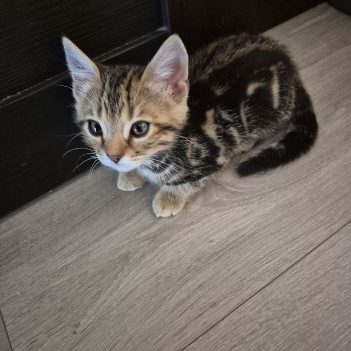 Продам породистых котят