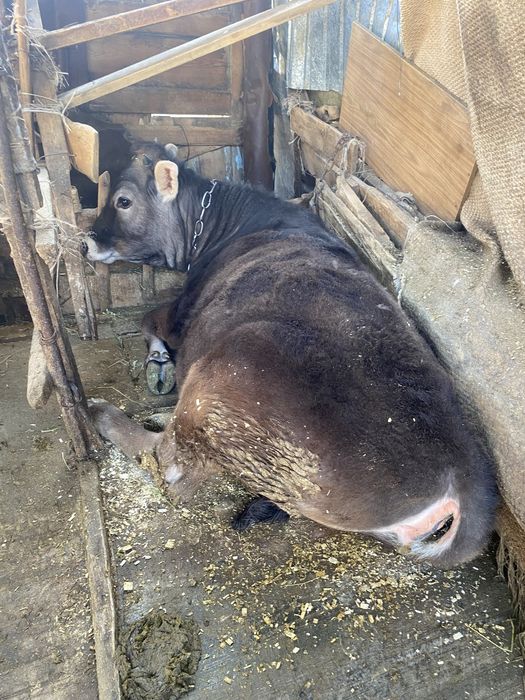 Продам телку с откорма