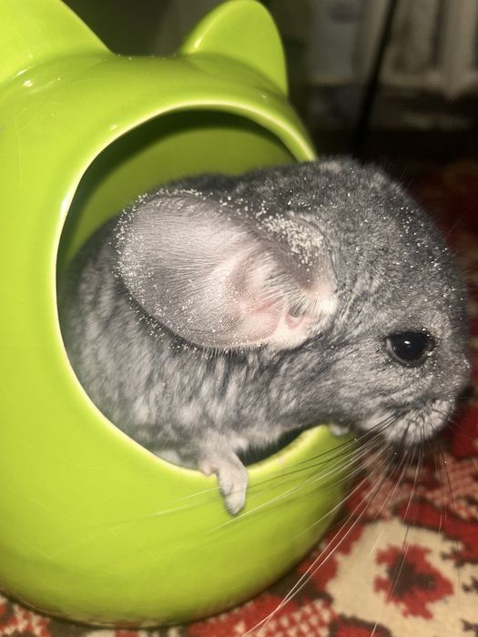 Шиншилла. Щенок. 3 месячный. Девочка