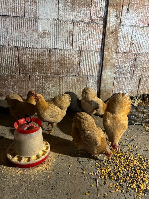 Ouă pentru incubat de vânzare