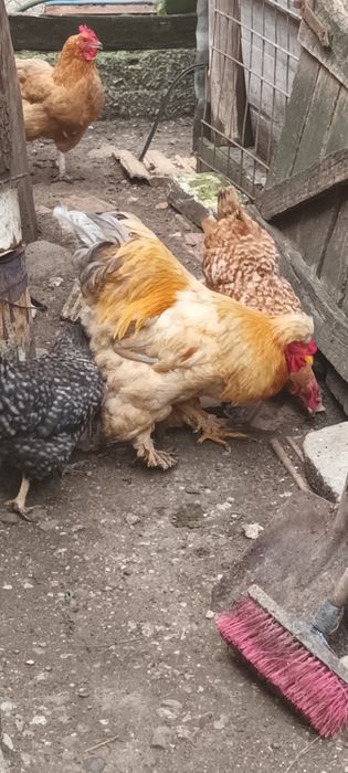 Vând Cocoş Cochinchina