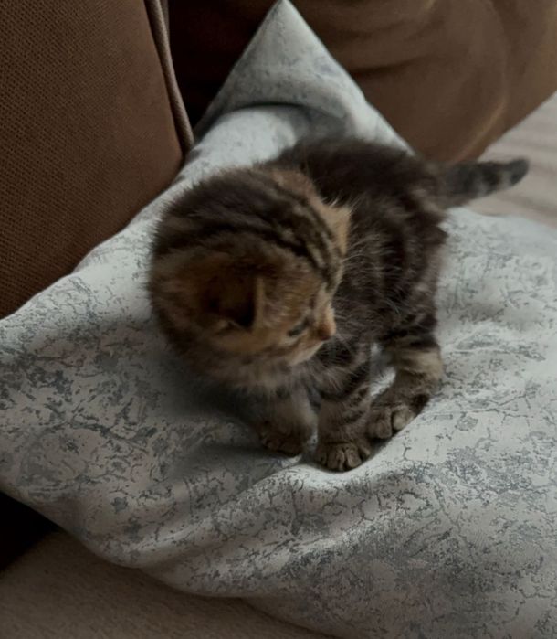 Вислоухий шотландский котенок