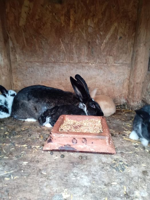 Vând iepurii și mai mari și mai mici