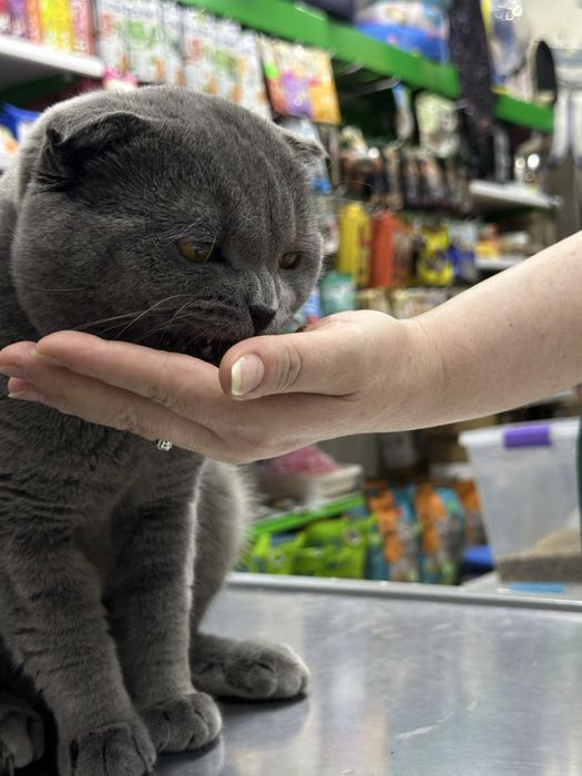 British Shorthair Blue scotish fold