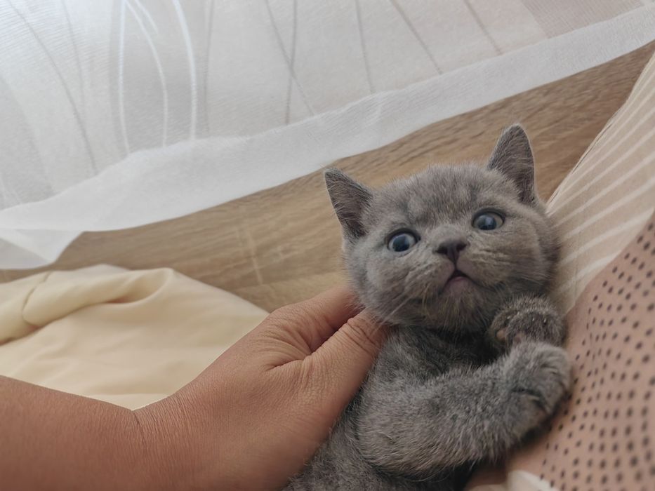 Британска късокосместа котка