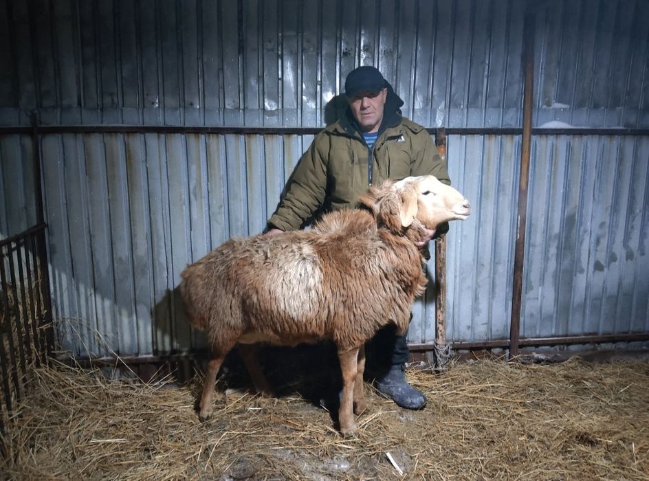 Продам барана гиссарский