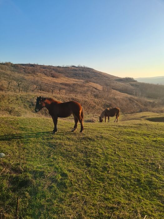 Vând mânză de rasă