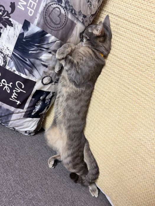 Отдам в добрые руки кота Тиму