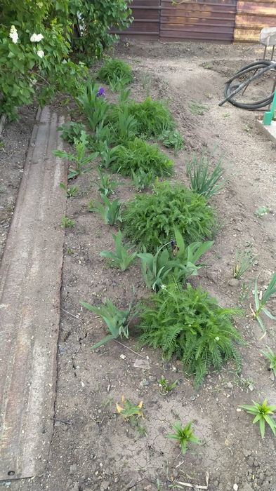 Продаю дачу в обществе Алма