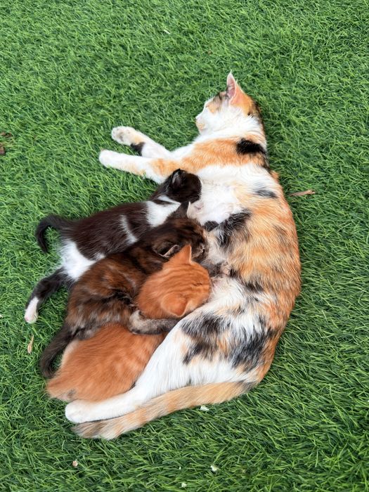 Котята мальчики и девочка в добрые руки