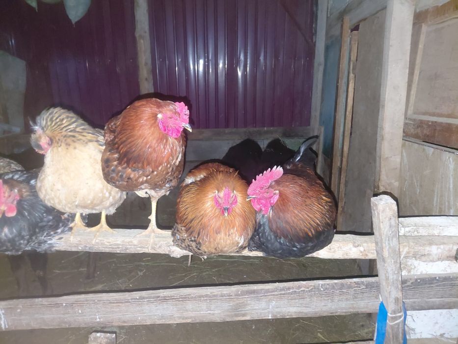 Кораз ,    пехут