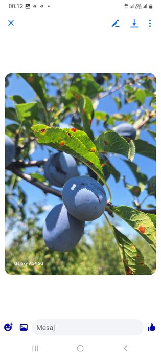 Vand prune pentru tuica din livada proprie