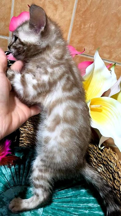 СНЕЖНЫЙ БЕНГАЛ, Котик- шик..