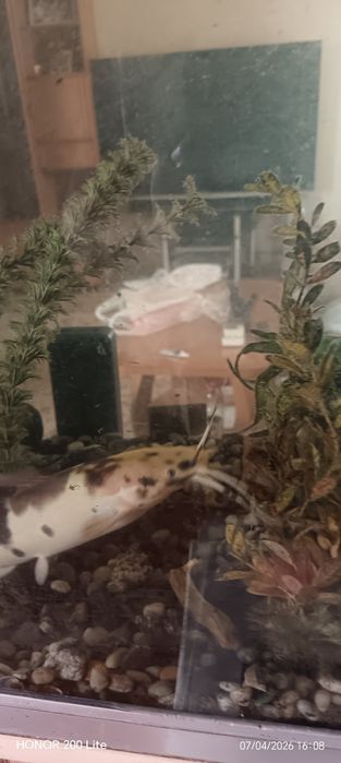 Продам Сомов клариус тигровые