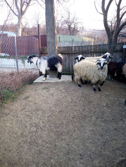 De vânzare oi și capre