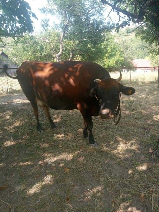 Vaca Jersey 3 ani