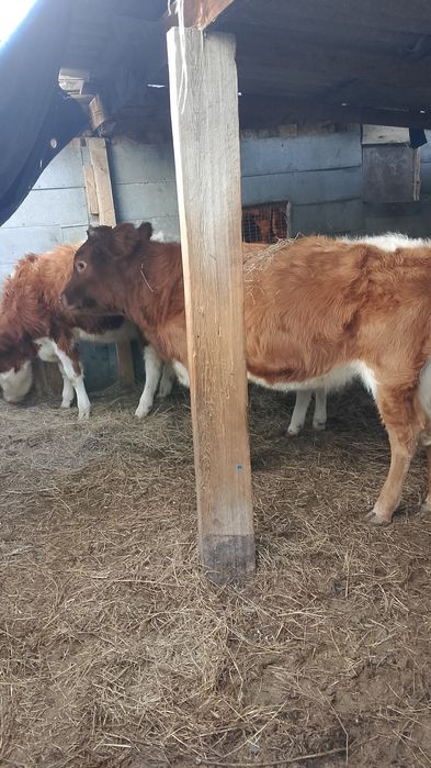 10айлык ургашы бузау