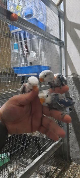 Мир птицы цена разное Туркестан