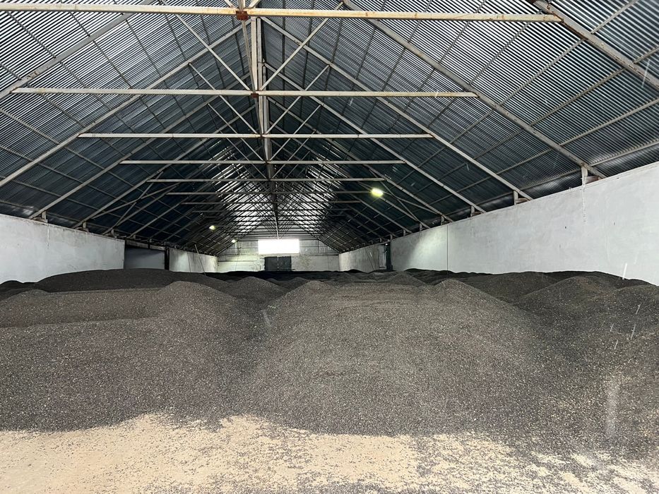 Подсолнечник масличный