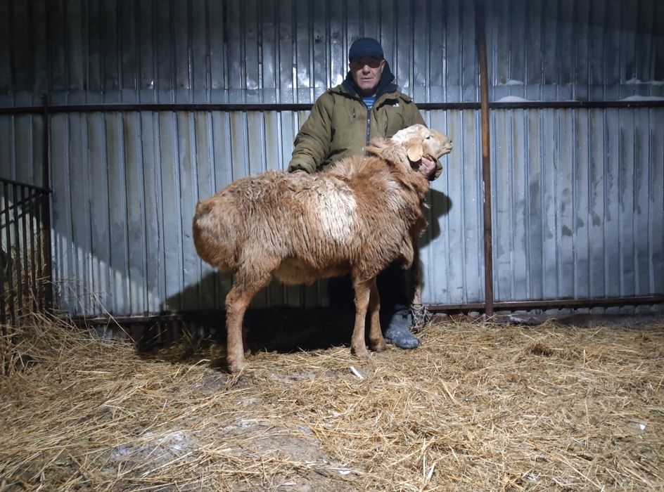Продам барана гиссарский