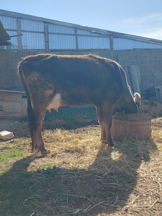 Бірінші тума Алатау