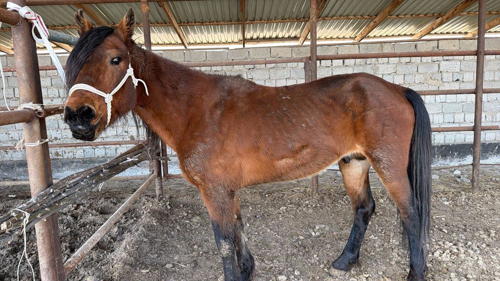 Мінгі торы Төбелі Жылқы
