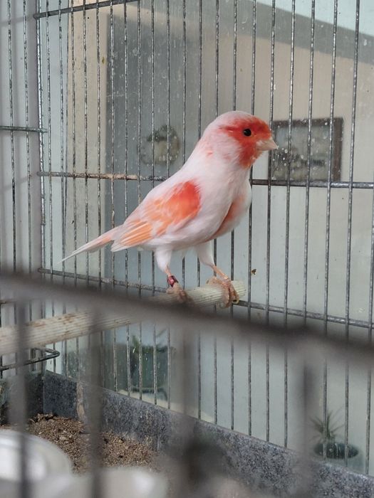 Vand canari Eforie Sud