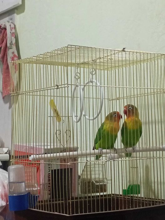 Попугаи Неразлучники