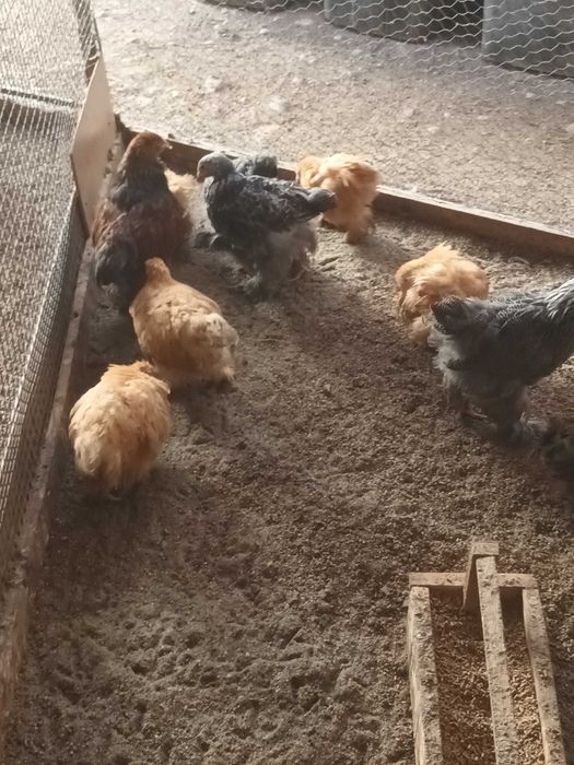 Brahma si cochinchina pui disponibili