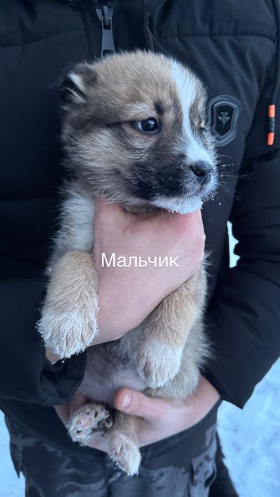 Срочно в добрые руки щенки