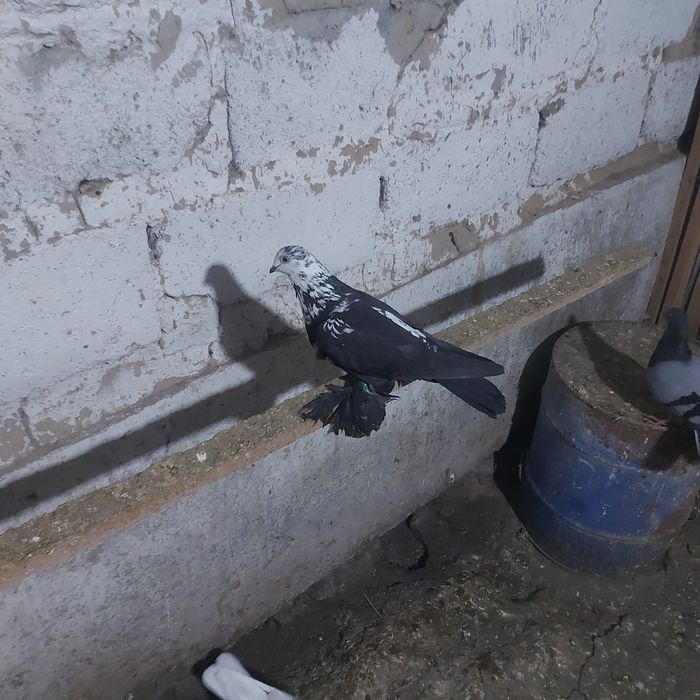 Соч  голубка  лет игра