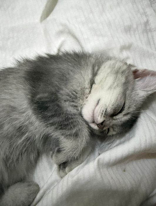Отдам котят бесплатно