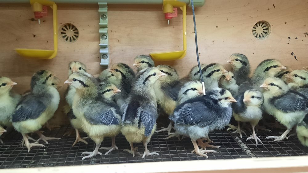 Цыплята барковская барвистая
