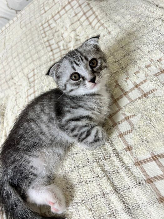 Продам шотландского вислоухий