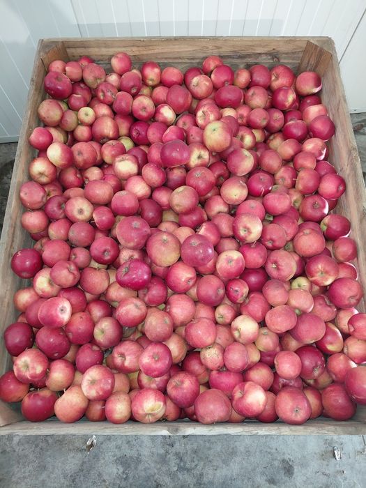 Vând mere golden, idared, florina