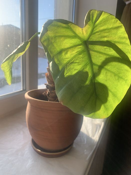 Цветы в отличном сост